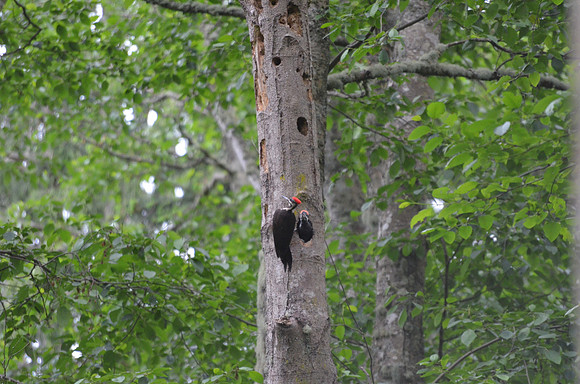 Pileated WP 5-23-16 014