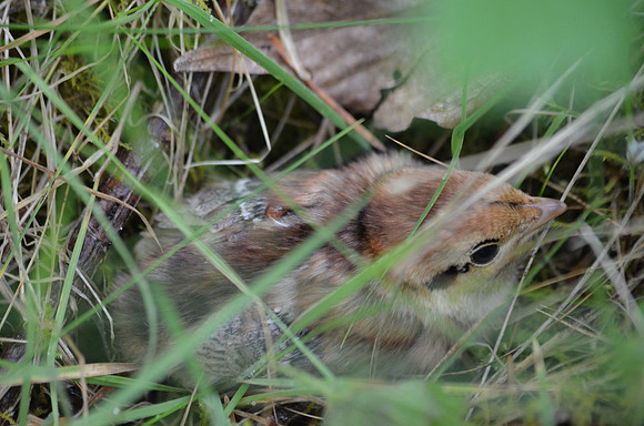 Grouse Chick