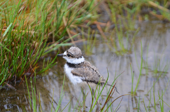 Killdeer Chick 89