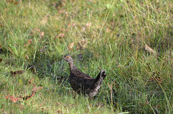 Grouse