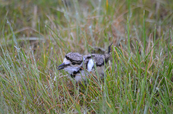 Killdeer chick