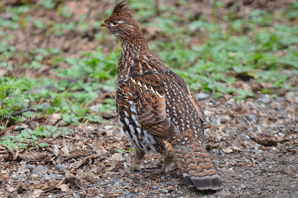 Ruffed grouse 017
