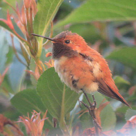 Rufous Hummingbird