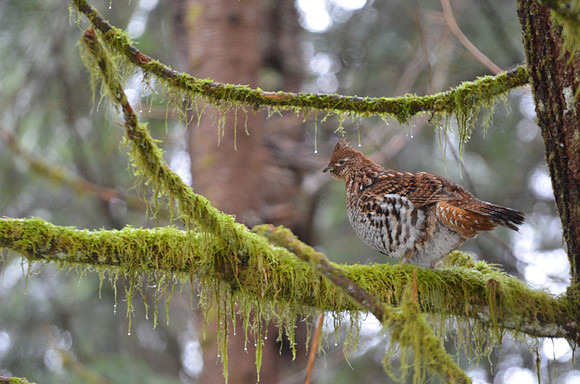Ruffed Grouse