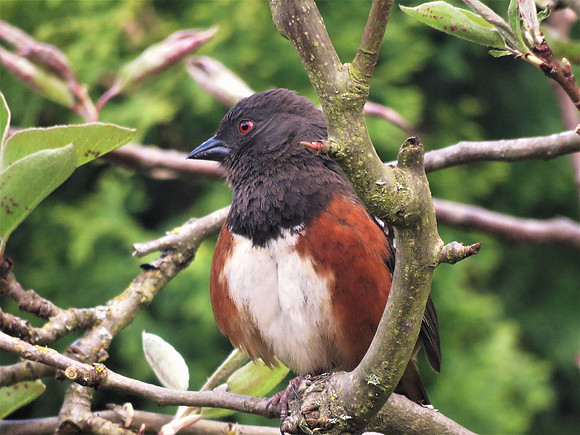 Spotted Towhee 5