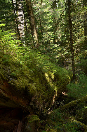 Nurse Log