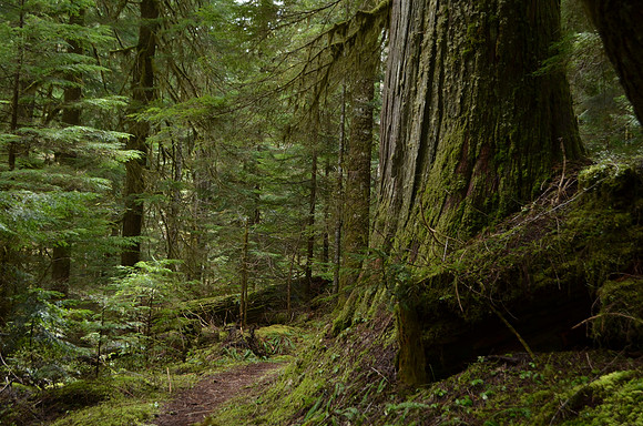 Old Growth 4