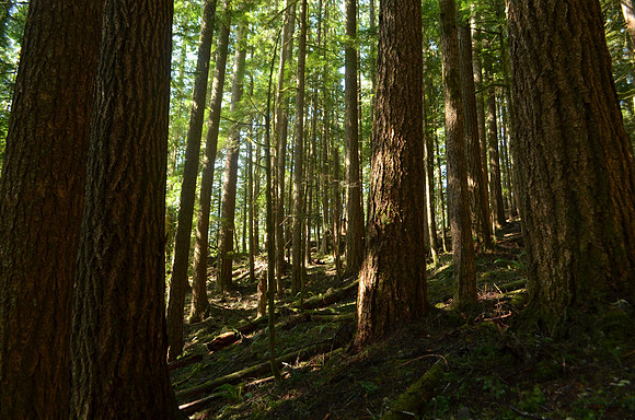 Westside Forest