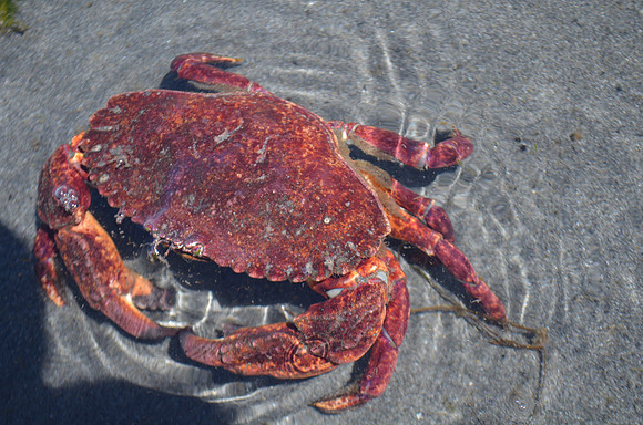 Rock Crab