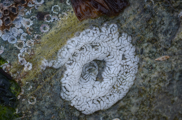 Shaggy Mouse Nudibranch eggs