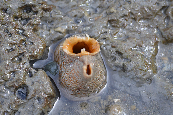 Geoduck