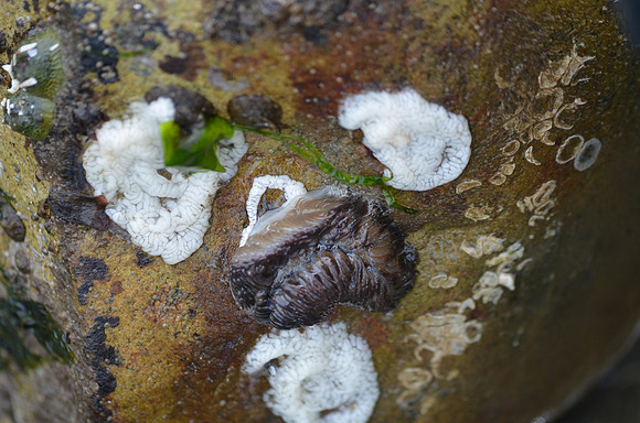 Shaggy Mouse with eggs
