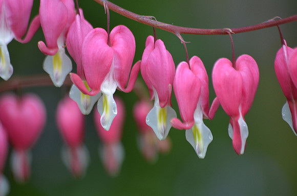 Bleeding Hearts