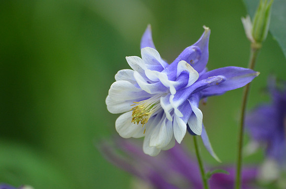 Blue Double Columbine