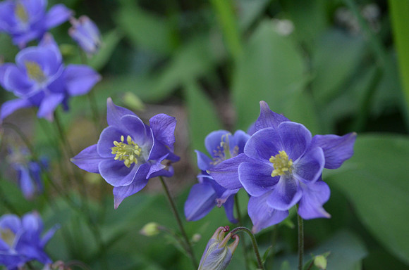 Blue Columbine