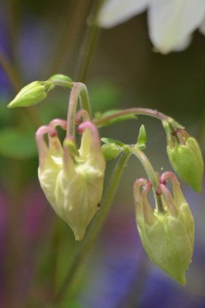 Columbine Buds