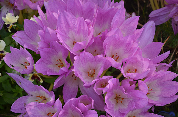 Crocus 13