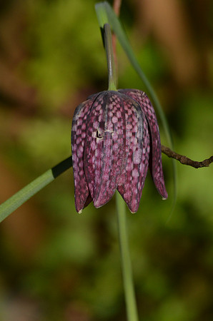 Chocolate Lily