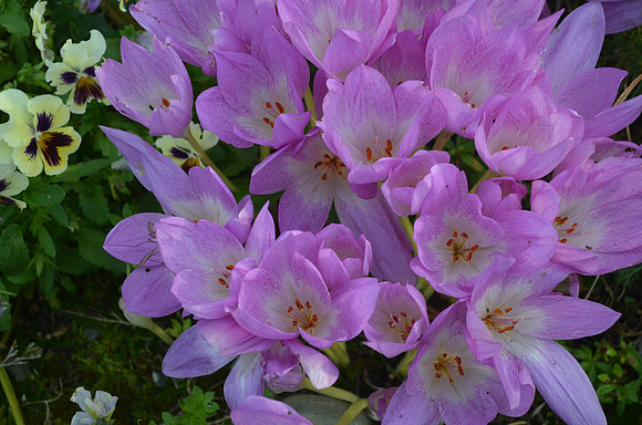 Crocus 12