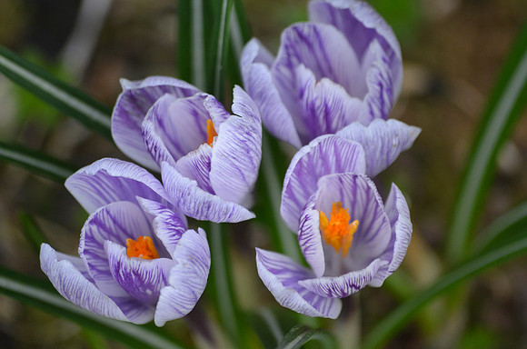 crocus