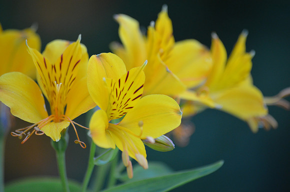 Day Lily