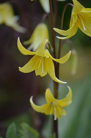 dog Lilies