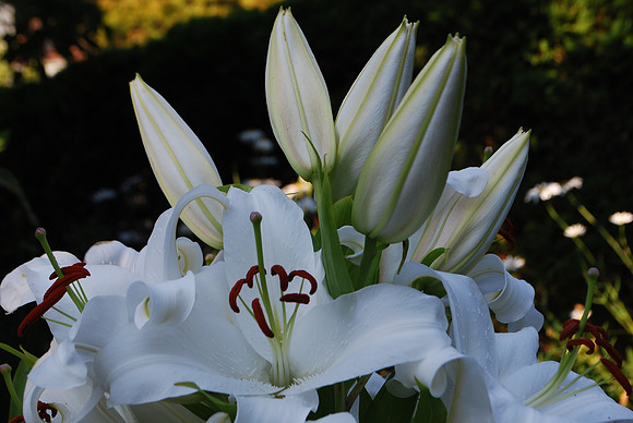 Easter Lily
