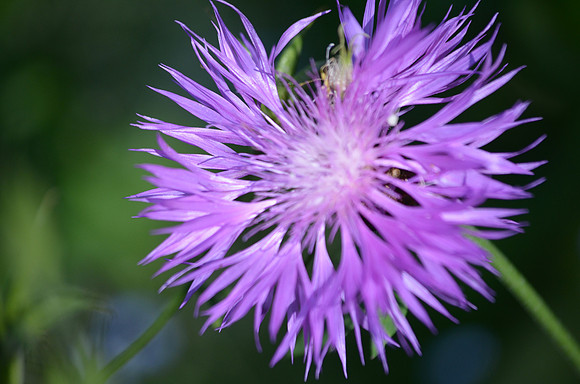 Ice Plant hybrid