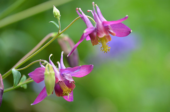 Hybrid Pink Columbine