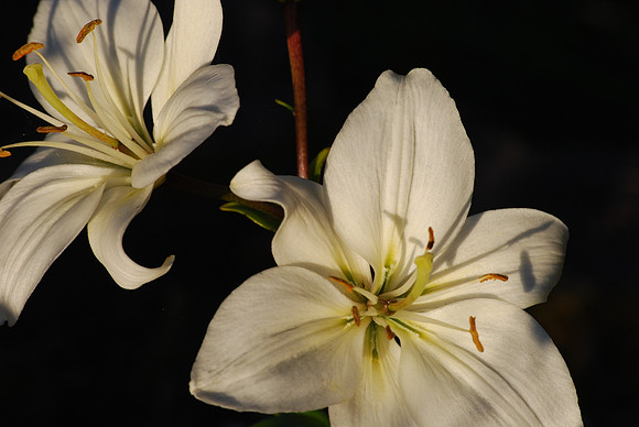 lily 105