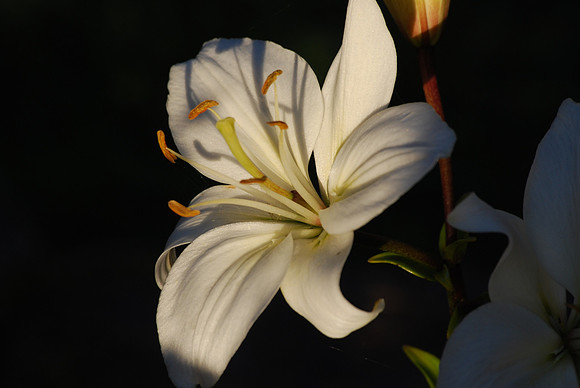 lily 108