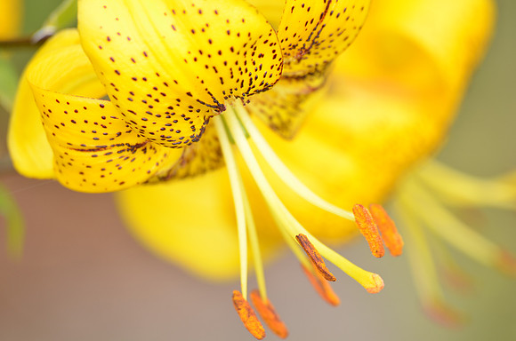 Lily 4
