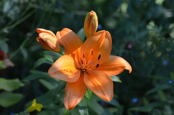 Orange lily 59