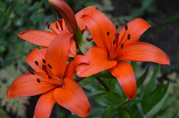 Orange lilies