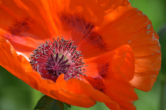 orange poppy (1)
