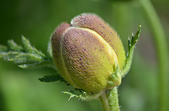 orange poppy (4)