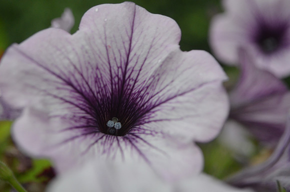 Petunia