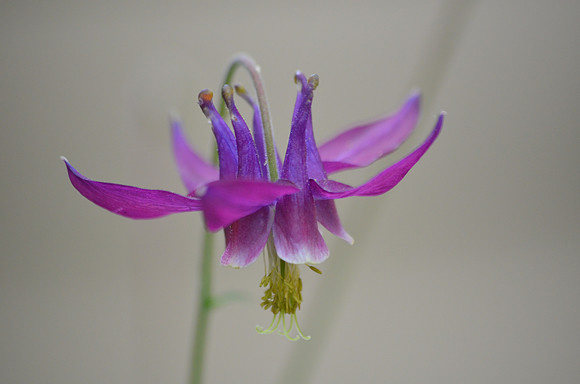 Purple Columbine 7
