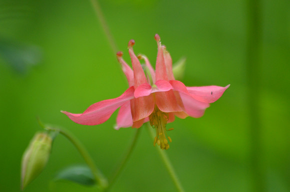 Pink Columbine