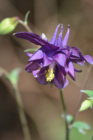 Purple Columbine