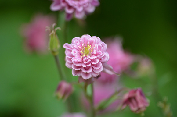Triple Pink Columbine
