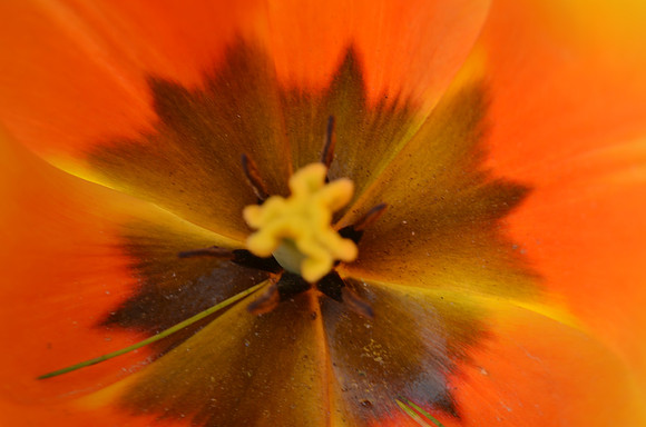 Tulip 320