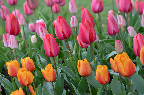 Tulip Mix