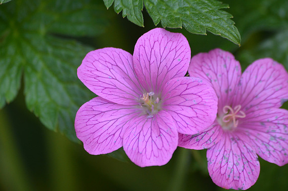 Wild Geranium