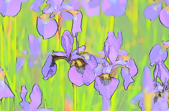 Iris Sketch 7