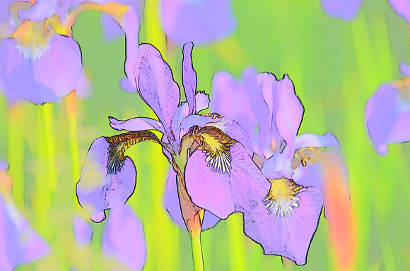 Iris sketch 78