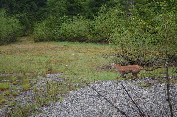 Cougar 014