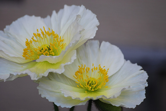 Poppy plants 7