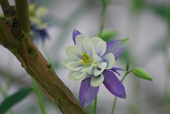 COLUMBINE 5