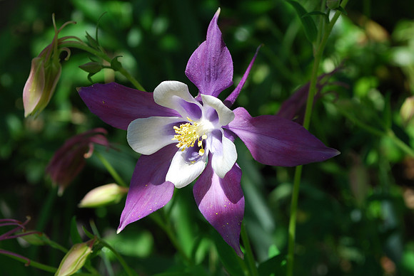 PURPLE COLUMBINE 3
